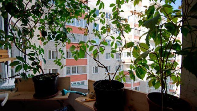 отглеждане на грозде в апартамент