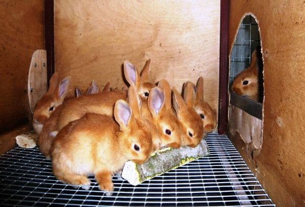 many rabbits