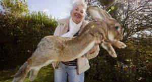 A complete description of the breeds of giant rabbits, their breeding and rearing