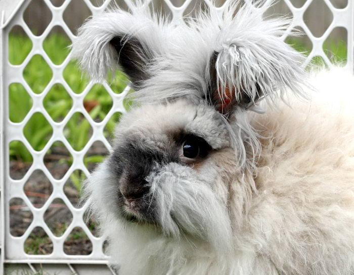 Conejo de angora