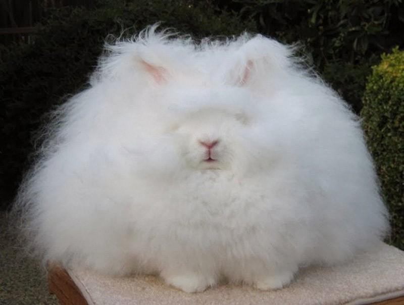 Conejo de angora