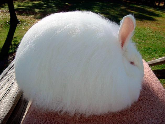 lapin angora