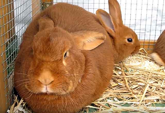 burgundy rabbit