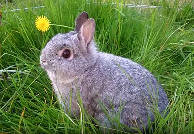 pequeño conejo