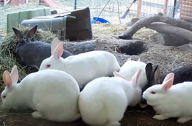 rabbit breed hikol