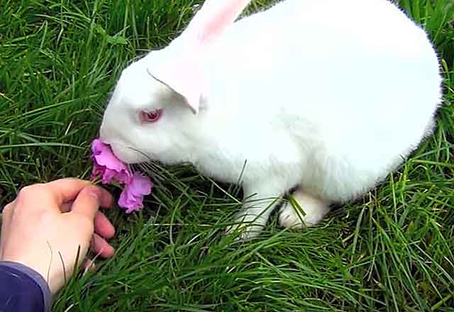 rabbit feeding