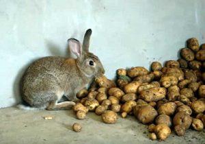 ¿Es posible y cómo dar papas crudas a los conejos, las reglas de introducción a la dieta?