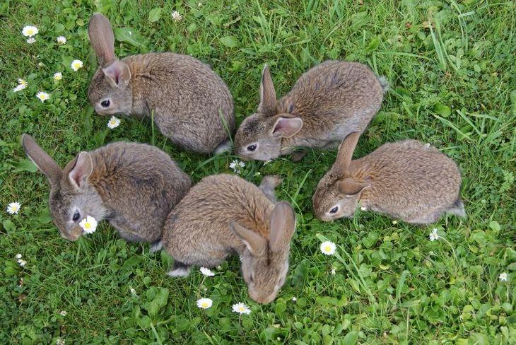 many rabbits