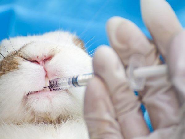 associated vaccine for rabbits