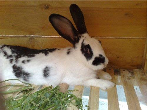 rabbit feeding