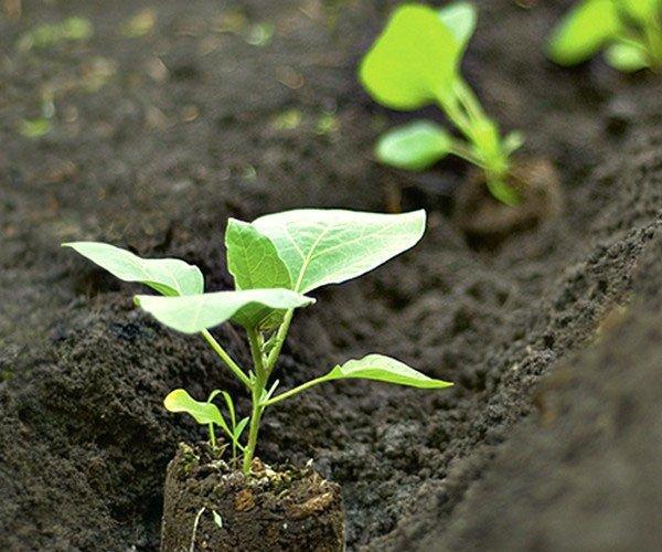 plantation d'aubergines