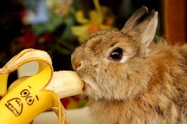 conejo y comida