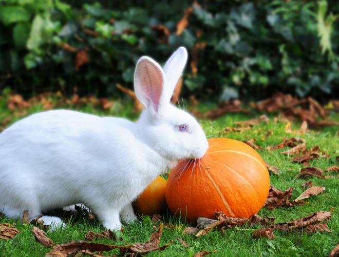 lapin et citrouille