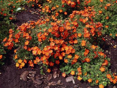 orange cinquefoil