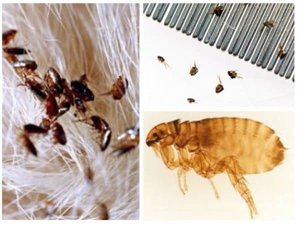 rabbit diseases Fleas