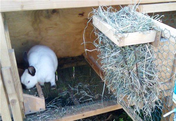 hanger for rabbits