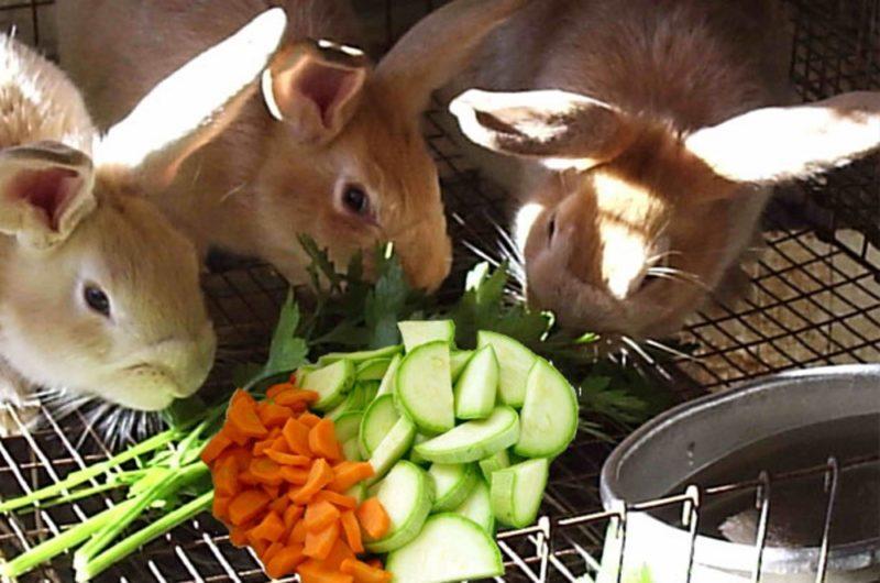 feeding rabbits