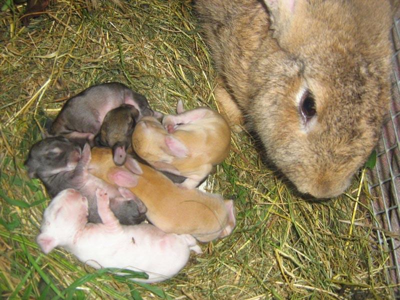 okrol rabbits in winter