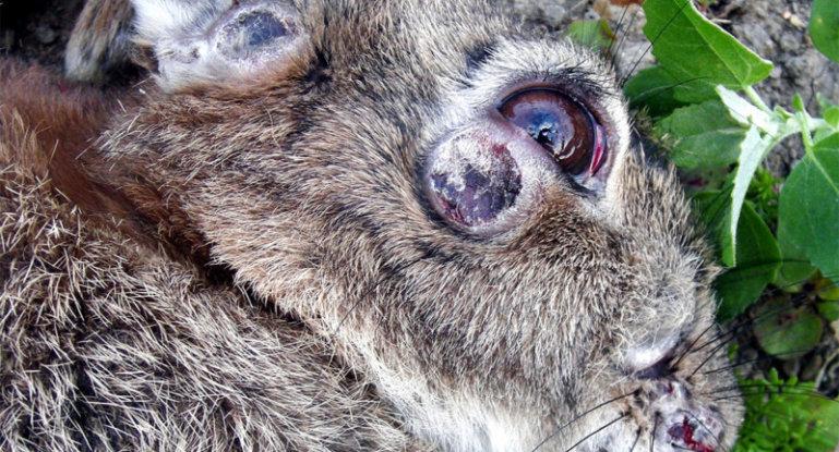 mixomatosis en conejos