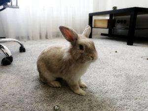 Is it worth getting a rabbit in an apartment, the pros and cons of keeping