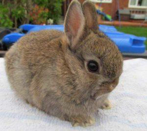 Description de la race de lapin nain néerlandais, règles d'entretien