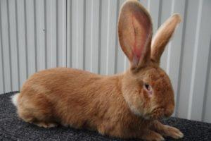 Description and characteristics of the rizen breed rabbits, their colors and content