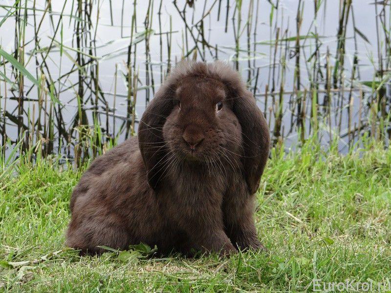 rabbit french ram