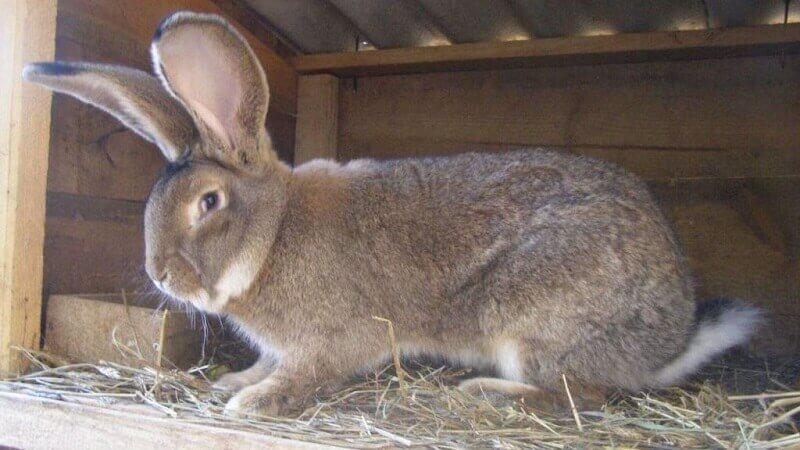 Flandre rabbit