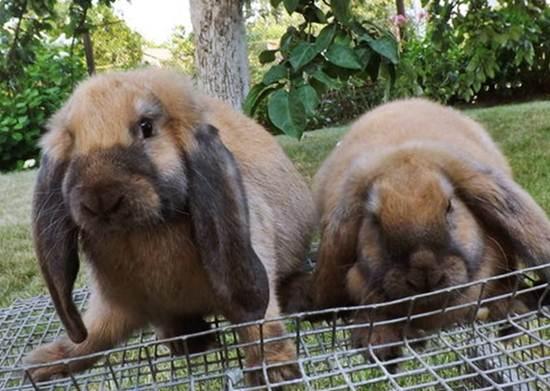 rabbit french ram