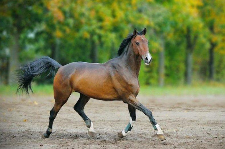 un hermoso caballo