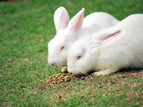 rabbit breed hikol