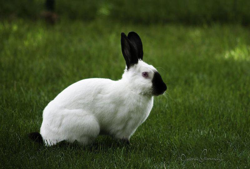 lapin himalayen