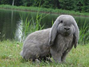 Description et caractéristiques des lapins béliers français, en prendre soin