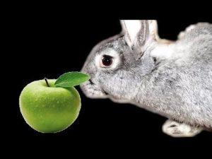 Can rabbits be given apples and how is it right