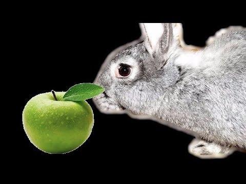 est-il possible de donner des pommes aux lapins