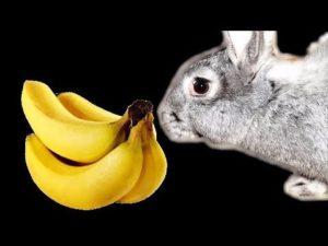 Can bananas be given to rabbits and how is it right, the benefits and harms of the fruit