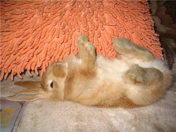 rabbit died