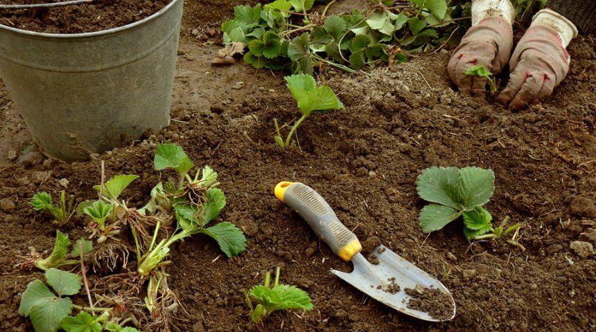 planting strawberries