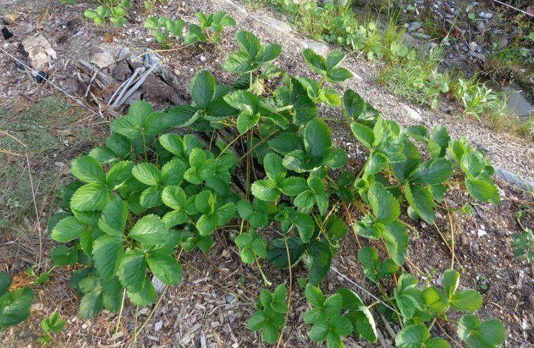 strawberry bushes