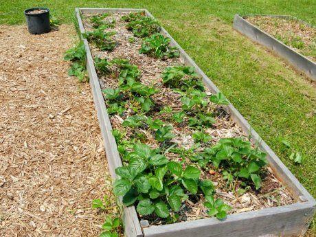 strawberry bushes