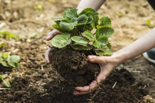 planting strawberries