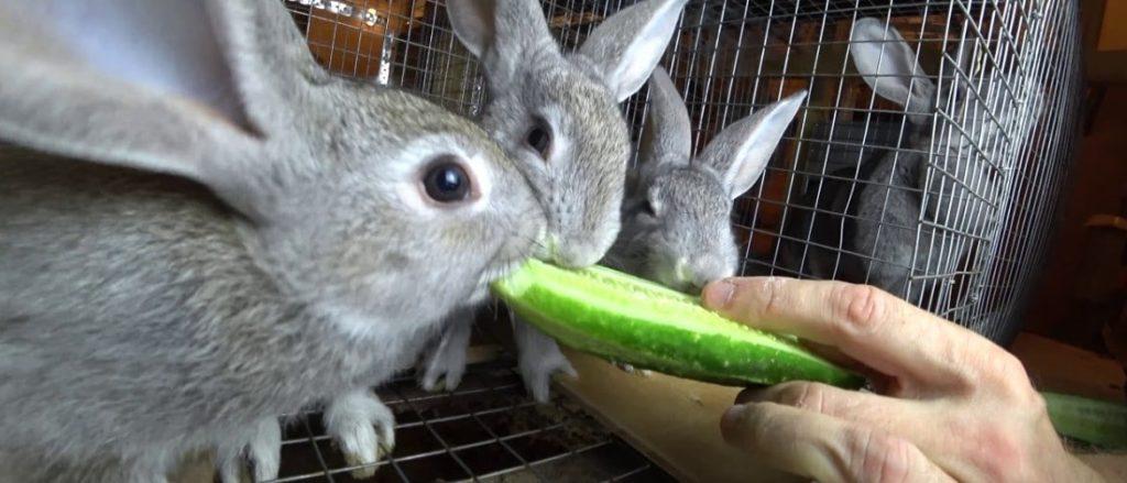 paseos de conejos