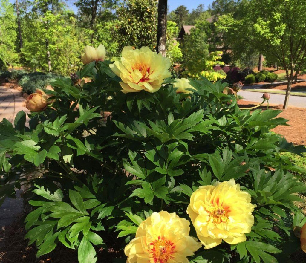 yellow peonies