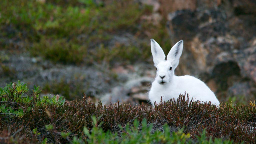 lapin blanc