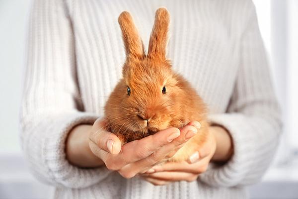 lapin à la main