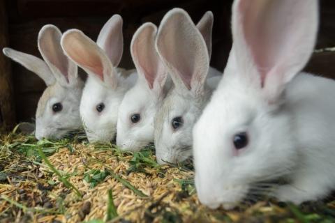 alimentando conejos