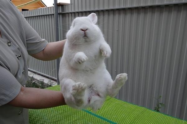 big rabbit