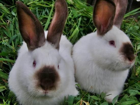 himalayan rabbit