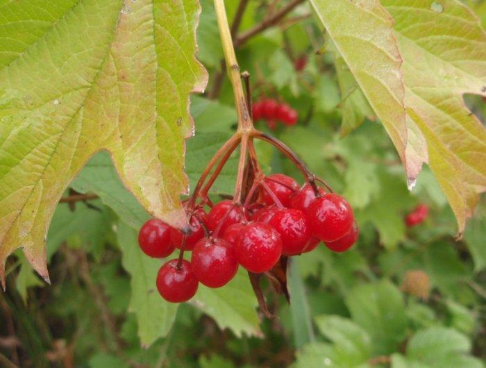 ripe viburnum