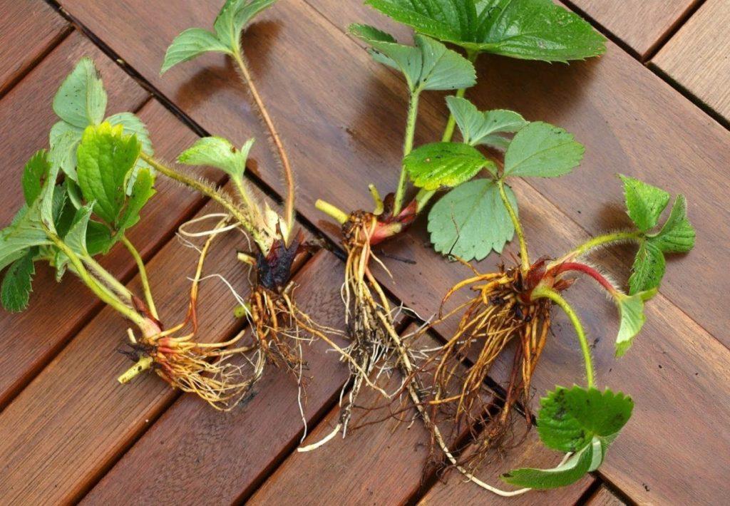 strawberry bush